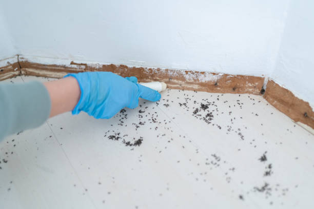 Best Local Pest Control Services  in Brewster, OH